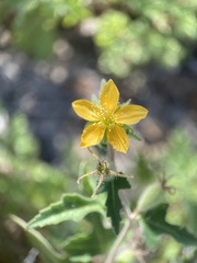 Mentzelia adhaerens