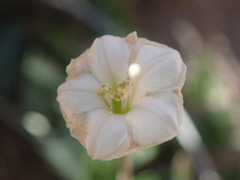 Acleisanthes longiflora