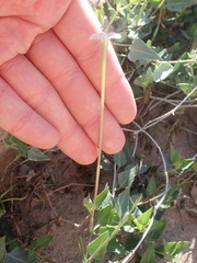 Acleisanthes longiflora