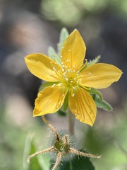 Mentzelia adhaerens