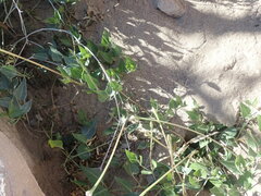 Acleisanthes longiflora