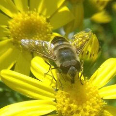 Eristalis similis
