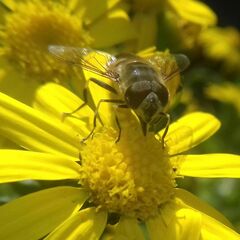 Eristalis similis