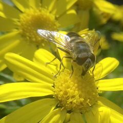 Eristalis similis