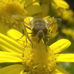 Eristalis similis
