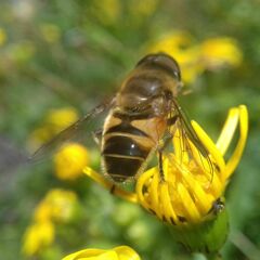 Eristalis similis