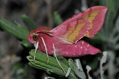 Deilephila porcellus