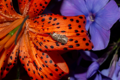 Agonopterix heracliana