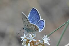 Polyommatus escheri