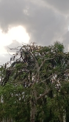 Kigelia africana