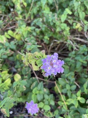 Lantana montevidensis