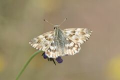 Muschampia lavatherae