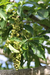 Searsia chirindensis