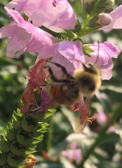 Bombus huntii