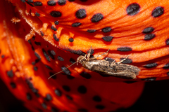 Agonopterix heracliana