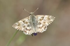 Muschampia lavatherae