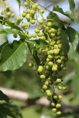 Searsia chirindensis