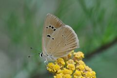 Polyommatus humedasae