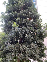 Ficus elastica