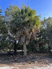 Sabal palmetto