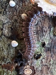 Pseudopolydesmus