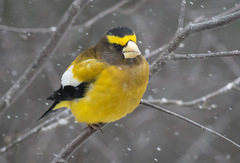 Evening Grosbeak photo 2