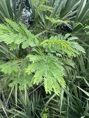 Leucaena