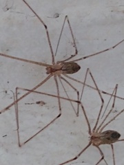 Pholcidae