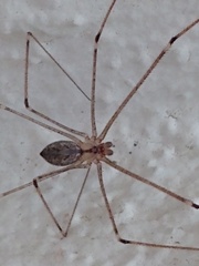 Pholcidae