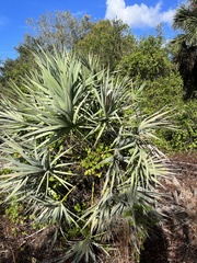 Leucothrinax morrisii