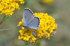 Pseudophilotes baton