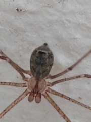 Pholcidae