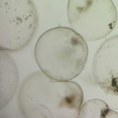 Noctiluca scintillans