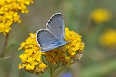 Pseudophilotes baton