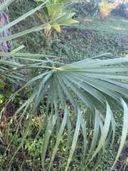Sabal palmetto