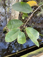 Annona