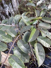 Annona
