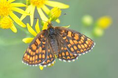 Melitaea aurelia