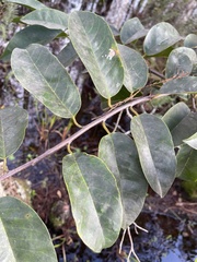 Annona