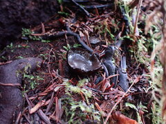 Pseudoplectania nigrella