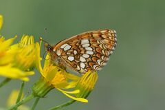 Melitaea aurelia