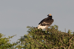 Trigonoceps occipitalis