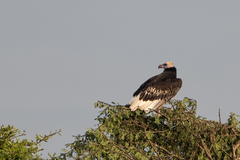 Trigonoceps occipitalis