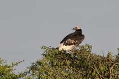 Trigonoceps occipitalis