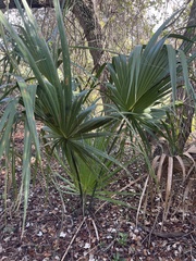 Thrinax radiata