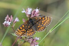 Melitaea aurelia