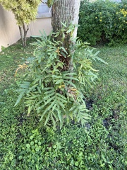 Polypodiaceae