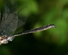 Somatochlora elongata