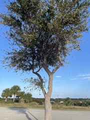 Quercus virginiana