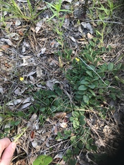 Crotalaria rotundifolia
